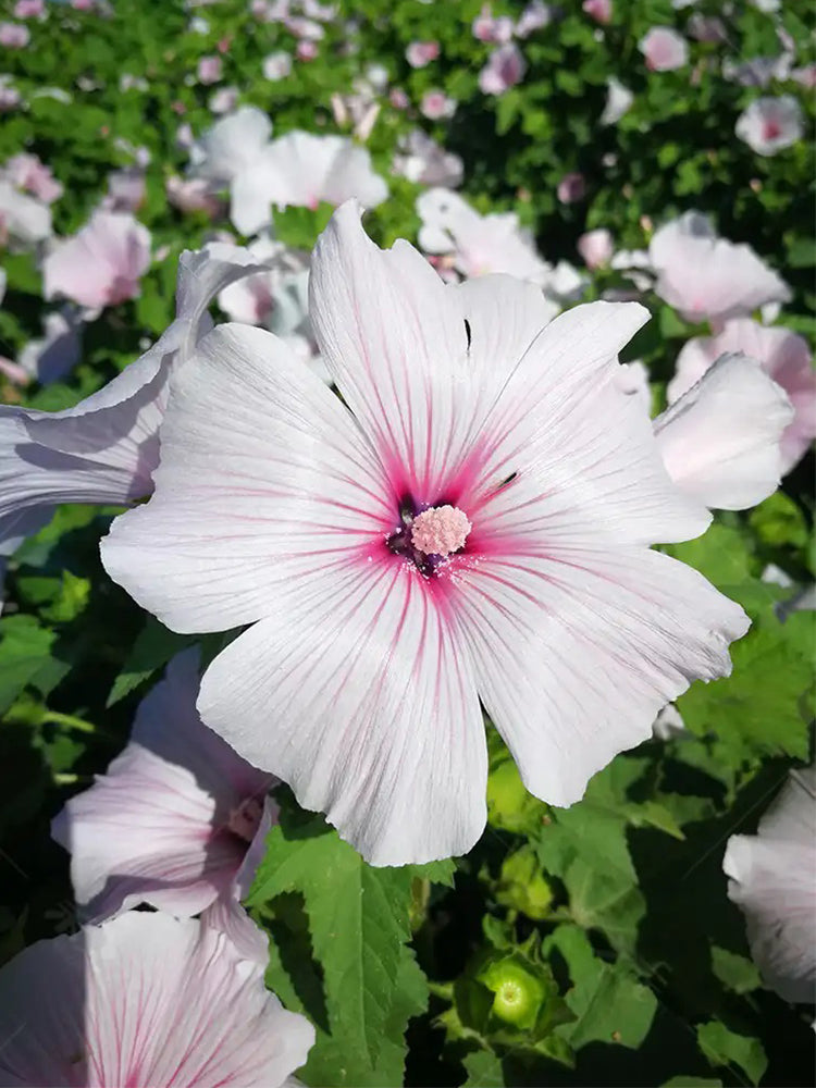 Flower Mallow (Lavatera trimestris)