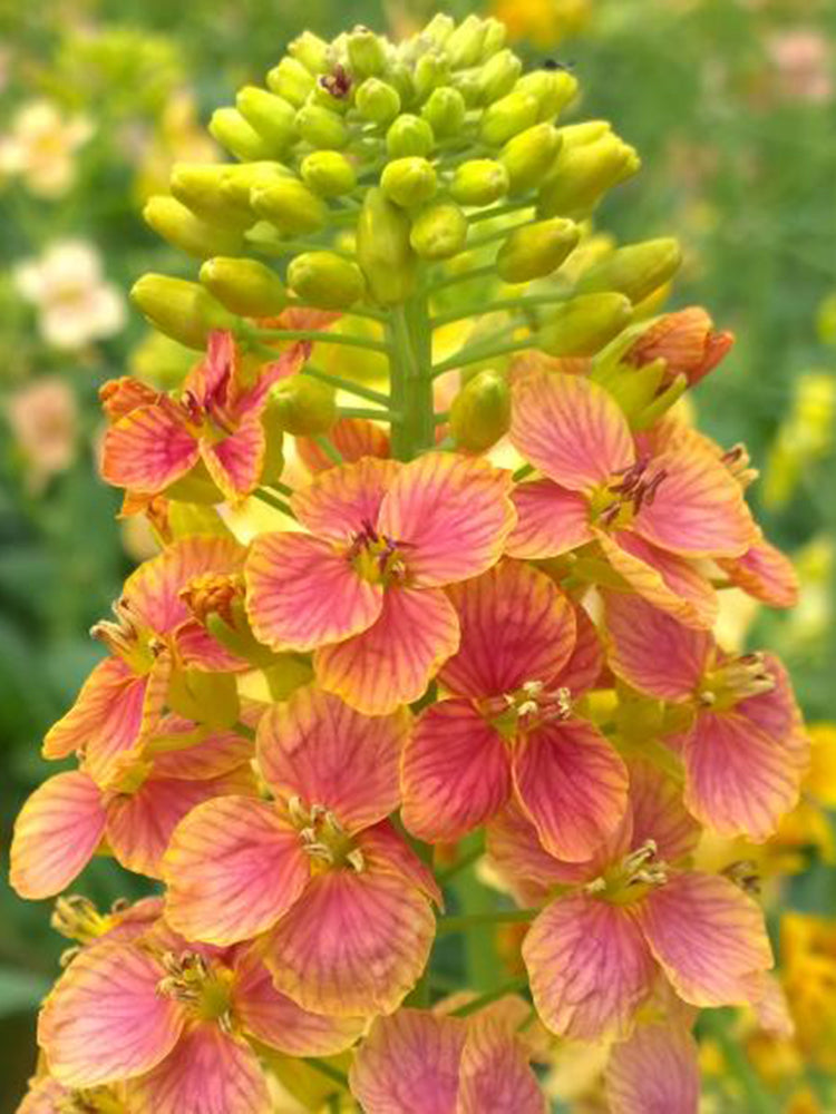 Rainbow Rapeseed