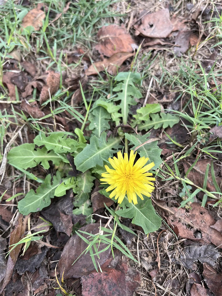 Dandelion (Taraxacum officinale)