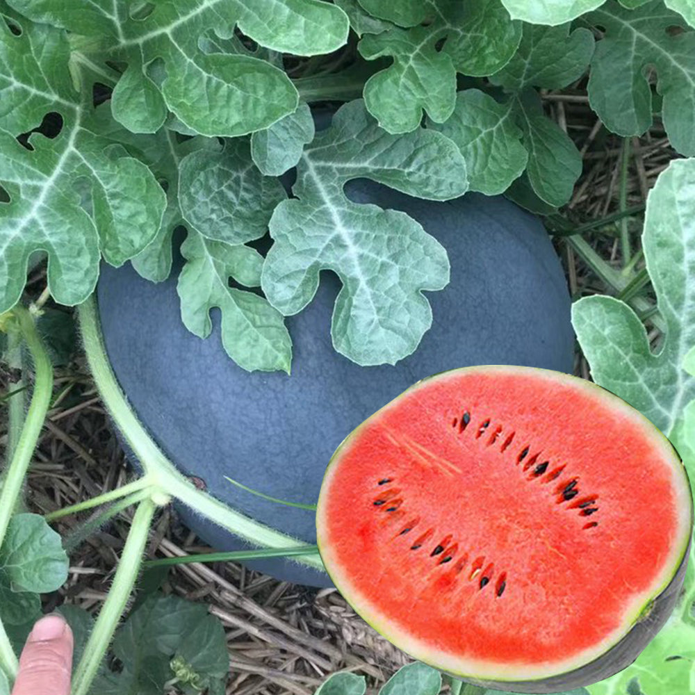 5 Bags (25 Seeds / Bag) of Black Landmine' Series Watermelon Seeds