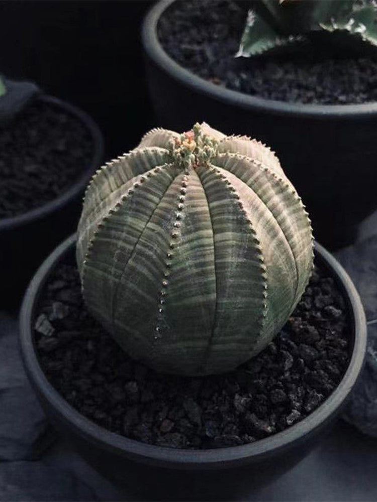 Euphorbia obesa Succulent
