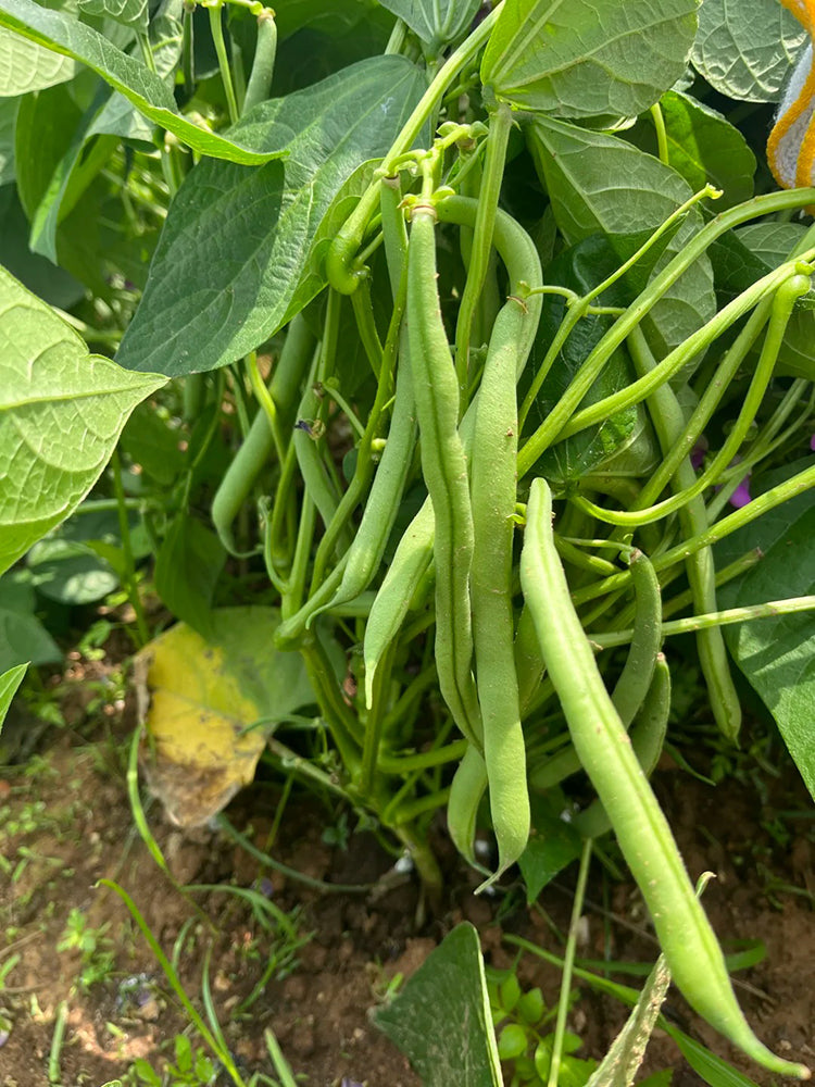 'Jiemei No. 8' Bush Bean