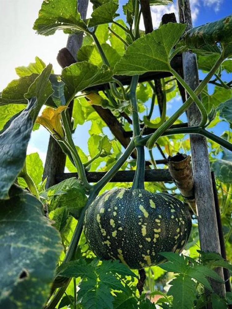 Mibei 308 Pumpkins