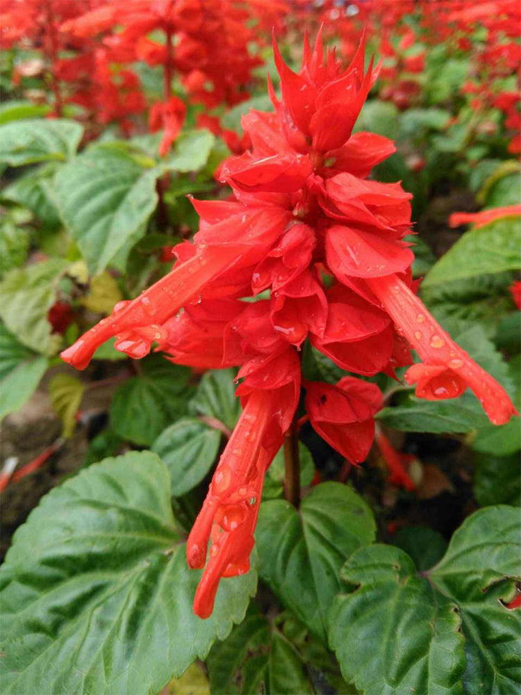 Scarlet Sage (Salvia splendens)