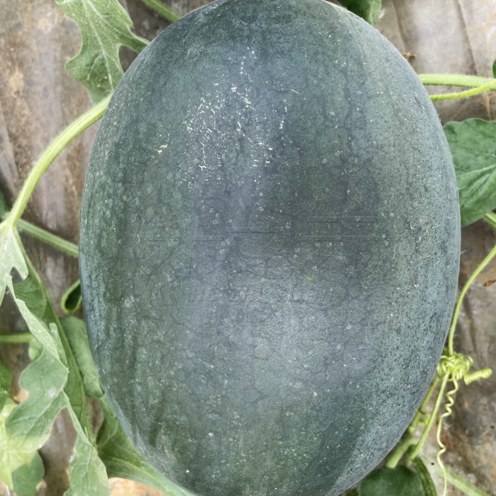 1 Bag (200 Seeds) of 'Yuanxing 25' Series Black Skin Yellow Flesh Watermelon Seeds