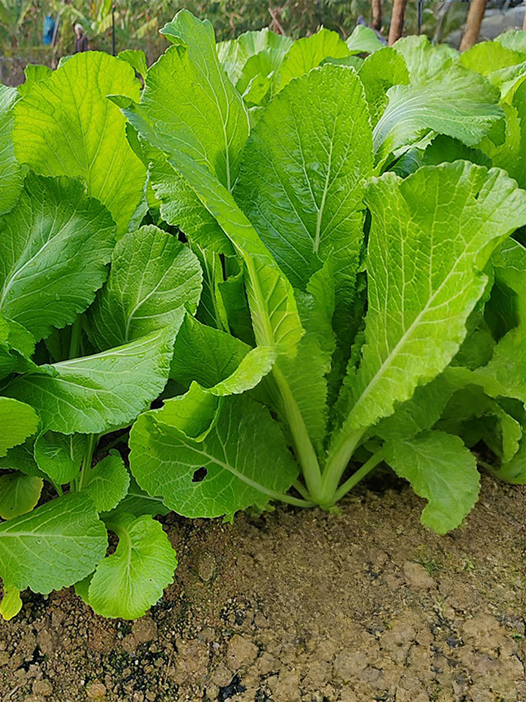 'Huaqing No.1' Sweet Leaf Lettuce