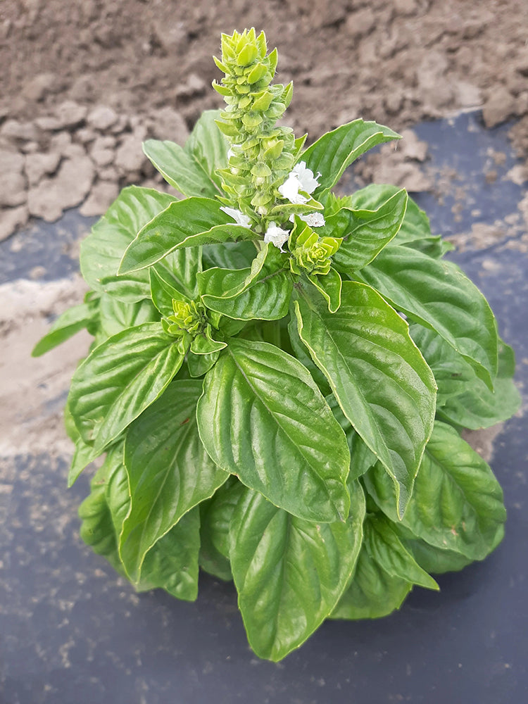 Giant Leaf Basil