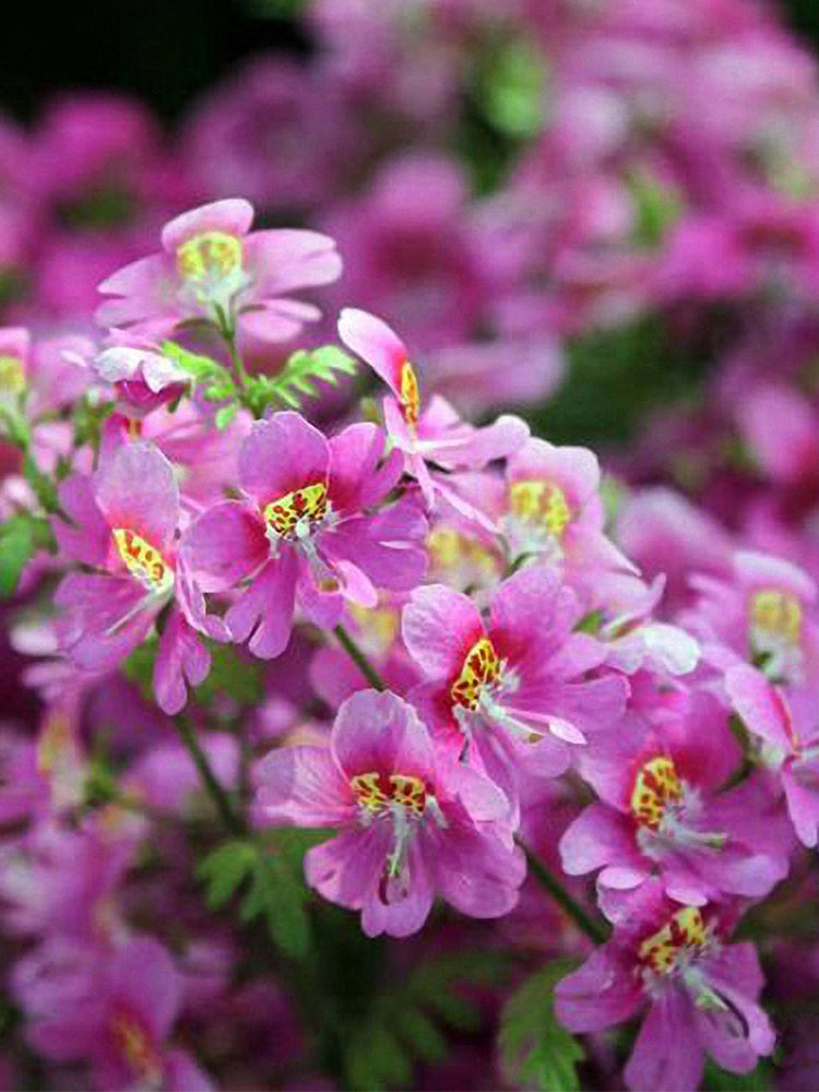 Poor man's Orchid (Schizanthus pinnatus)