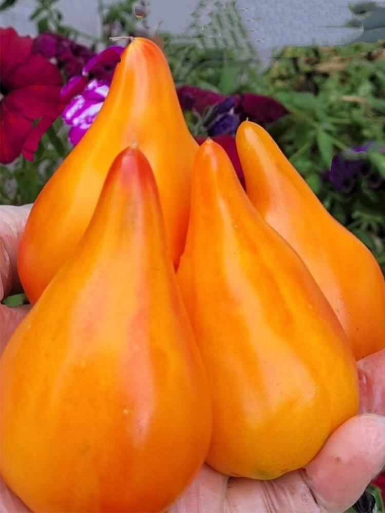 840 Aunt Gretel's Magic Hat Tomato