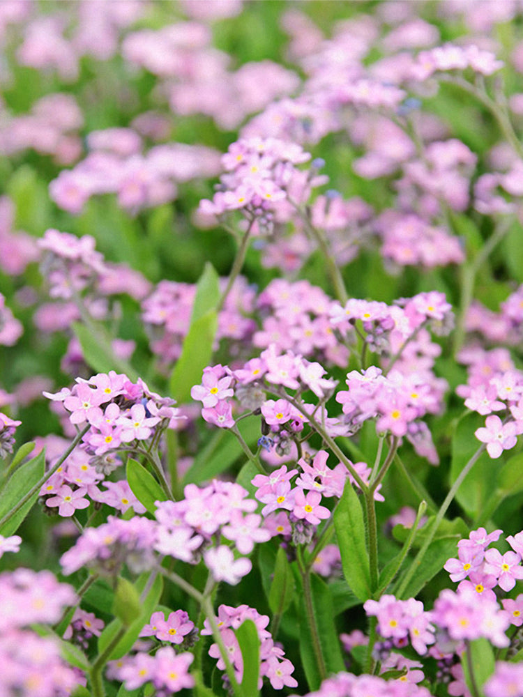 Pink Alpine forget-me-not (Myosotis alpestris)