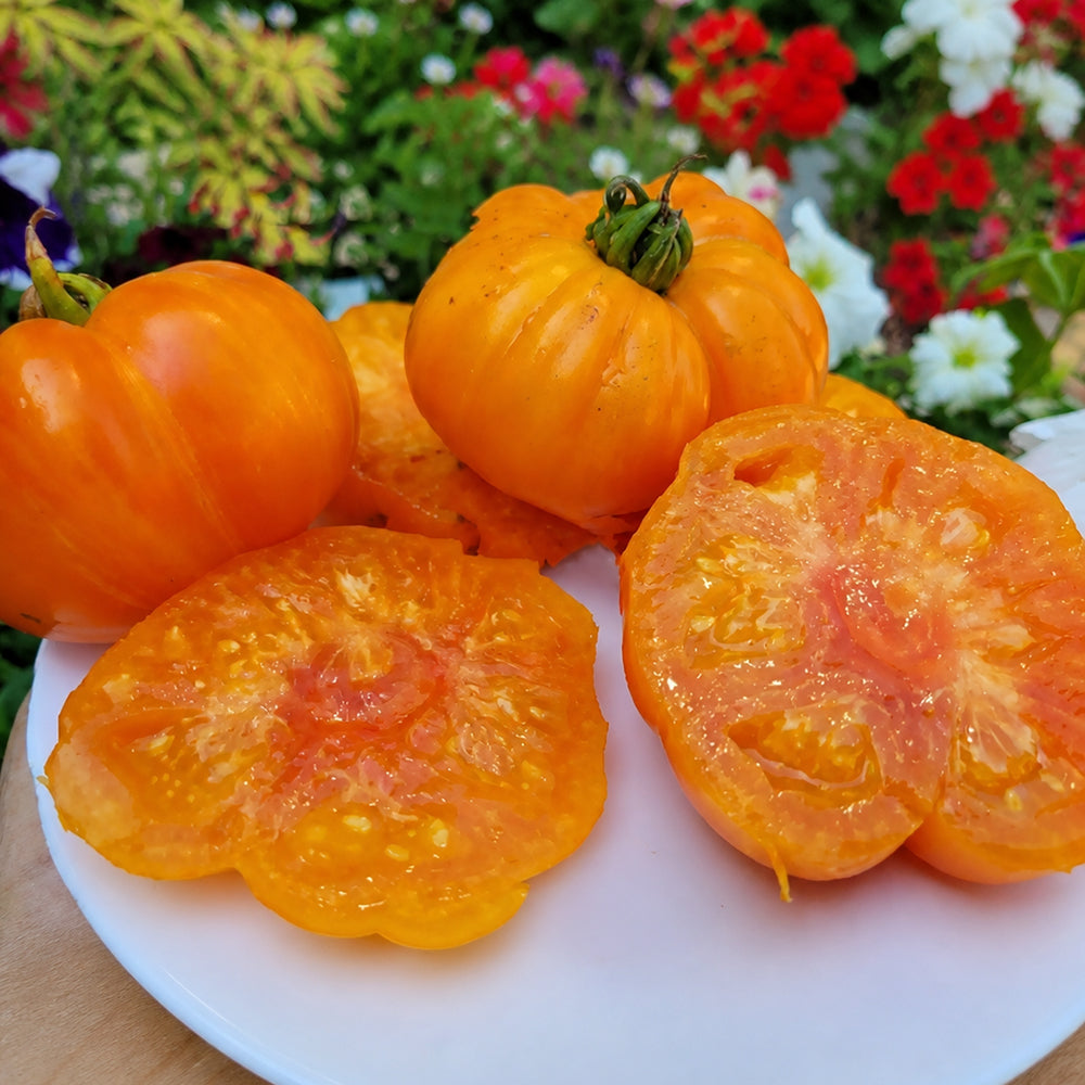 768 Dwarf Neem Variegated Tomato