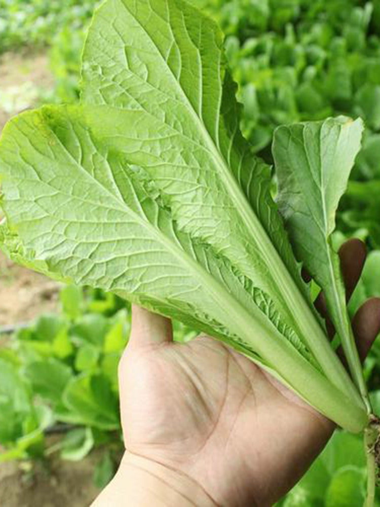 Four Seasons Bok Choy