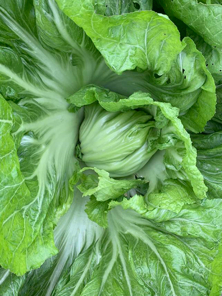 Jinlei Mustard Cabbage