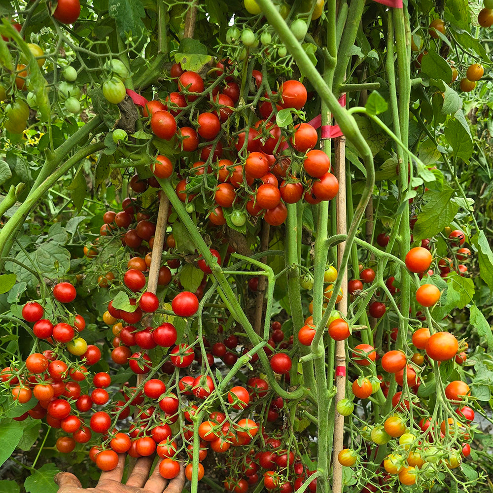 611 Barberry Cherry Tomato