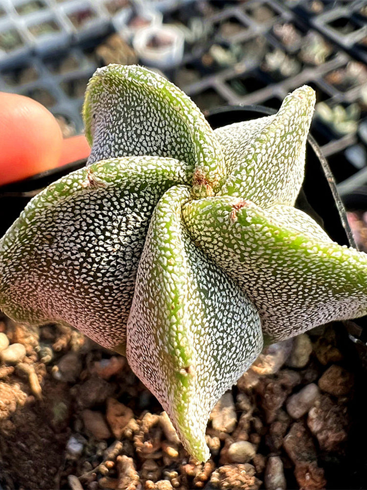Pentagonal White-maculated Bishop's Cap Cactus