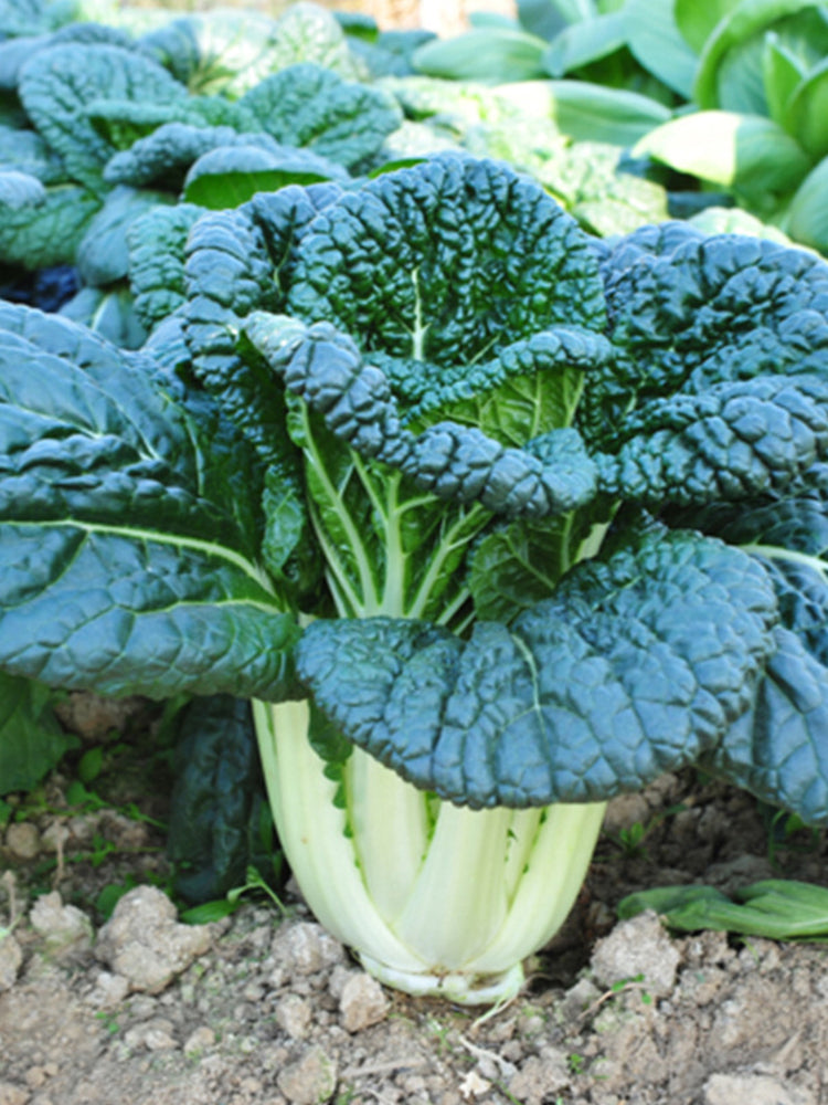 Dark-green-leafed Baby Bok Choy