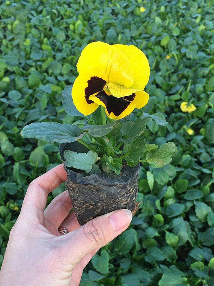 Super Bingo Series Blotched Yellow Pansy (Viola × wittrockiana)