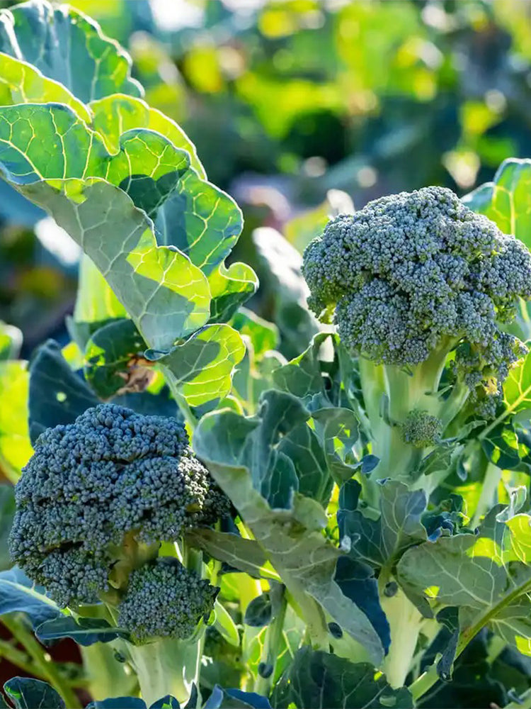 Haiwang Songqing Broccoli