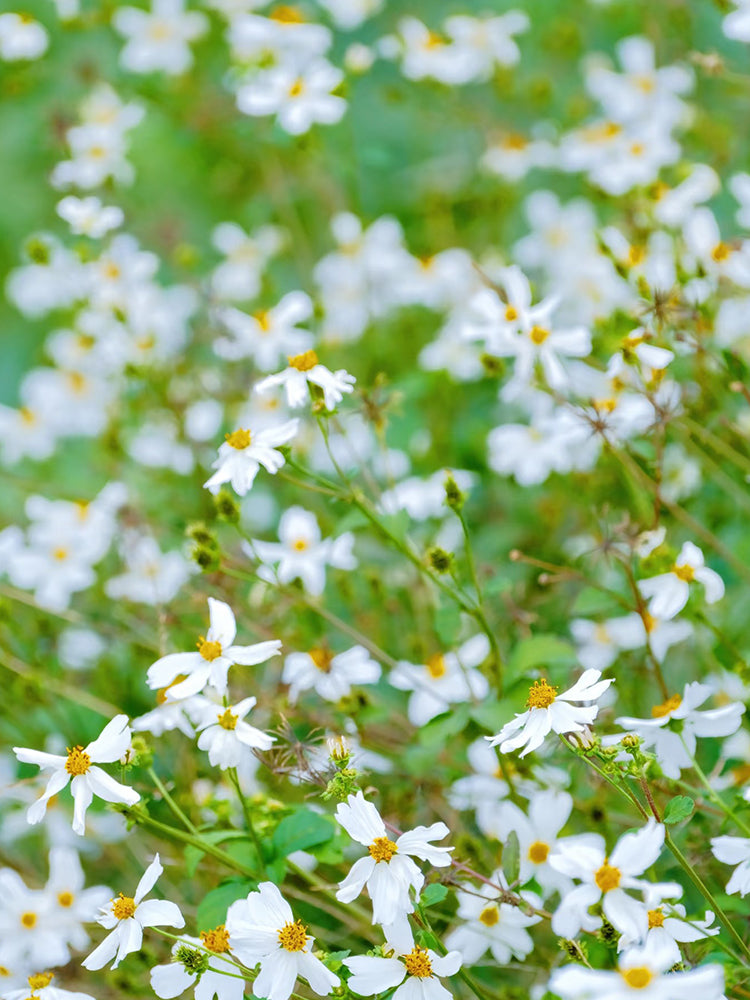 White-Flower Sandbur
