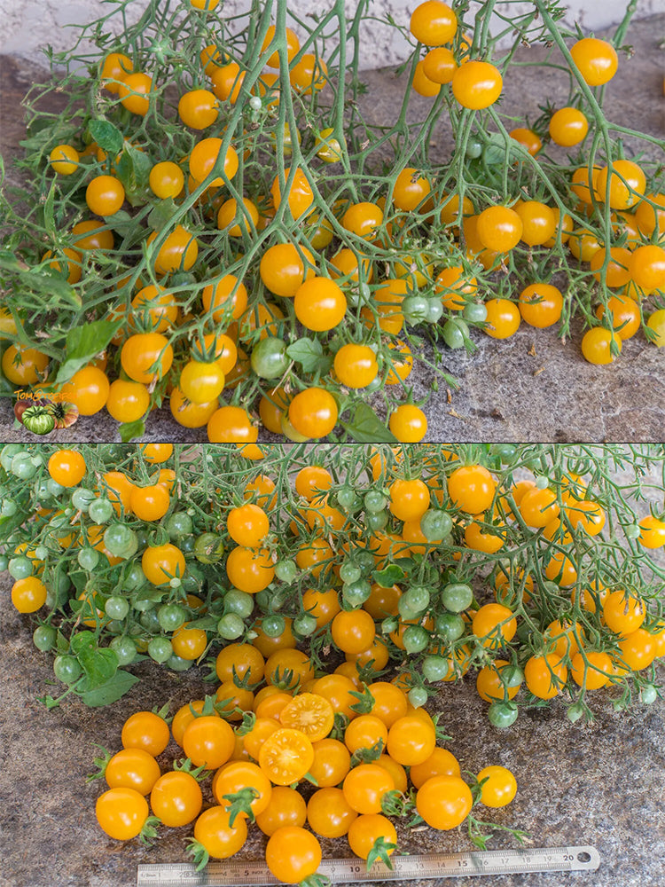 花 mille Mille Fleurs' Tomato Seeds – MUCIAKIE