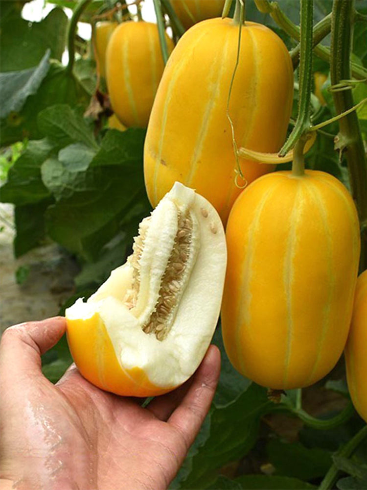 Golden Honey Melon