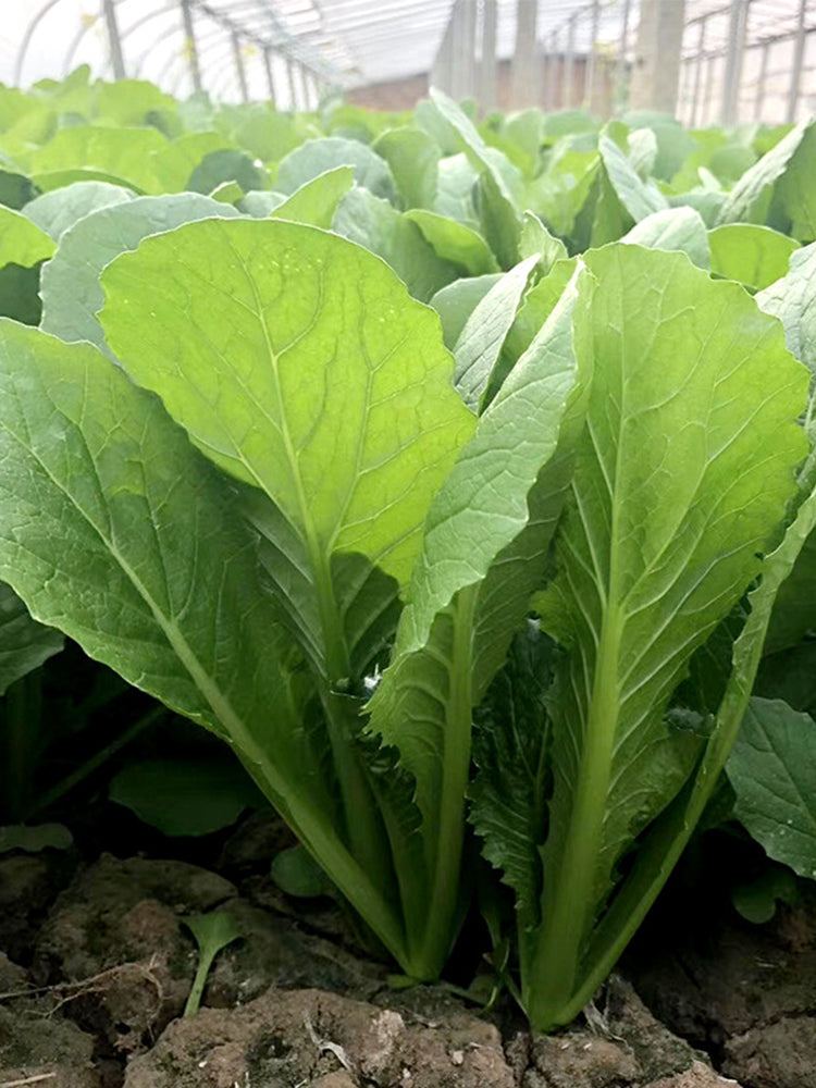 Emerald Green Baby Bok Choy