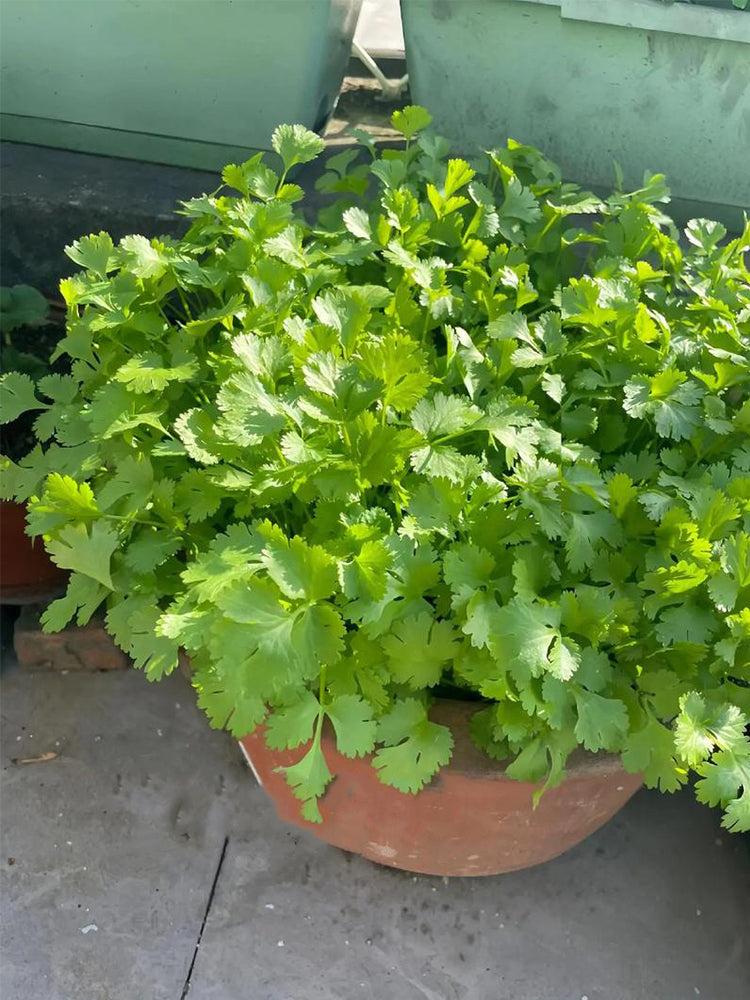 Farmhouse Large-leaf Cilantro