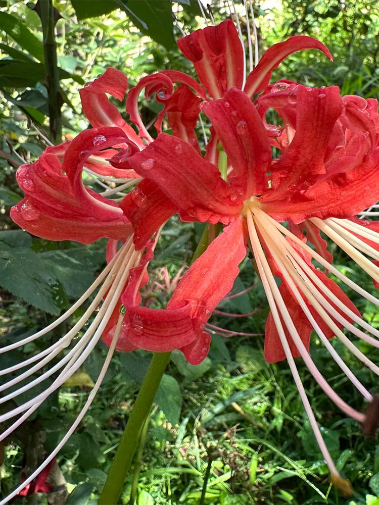 Hubei Lycoris