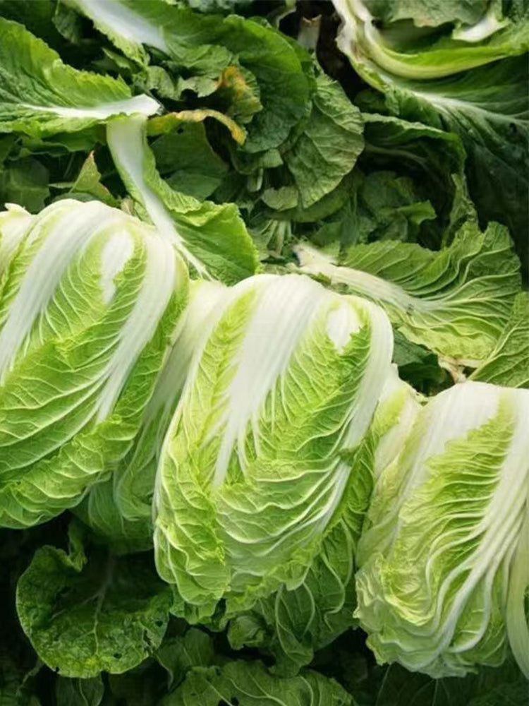 Improved 'Qingza No.3' Chinese Cabbage