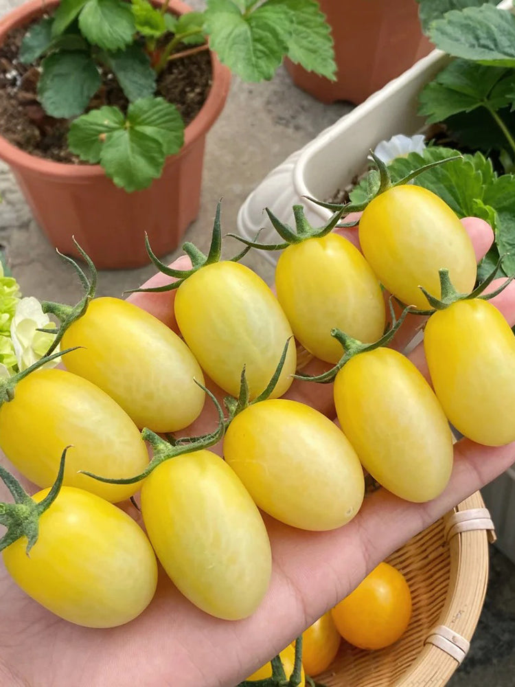 'White Princess F1' Tomato