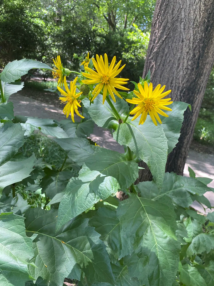 Cup Plant