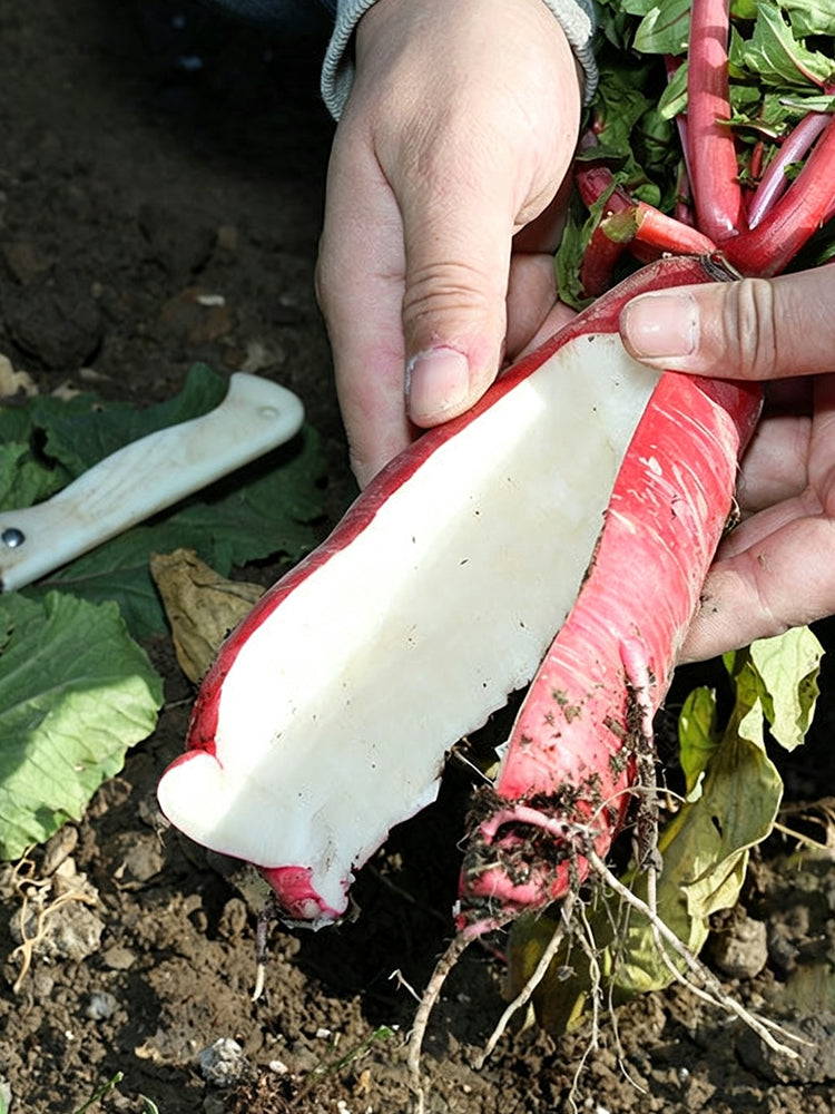 'Qishan Laobukang No.1' Water Radish