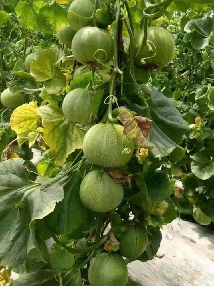 Emerald Sweet Melon