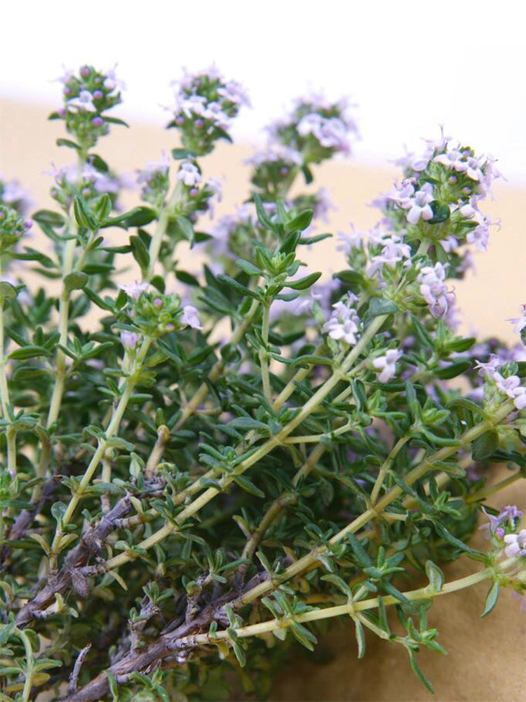 Mongolian Thyme (Thymus mongolicus)
