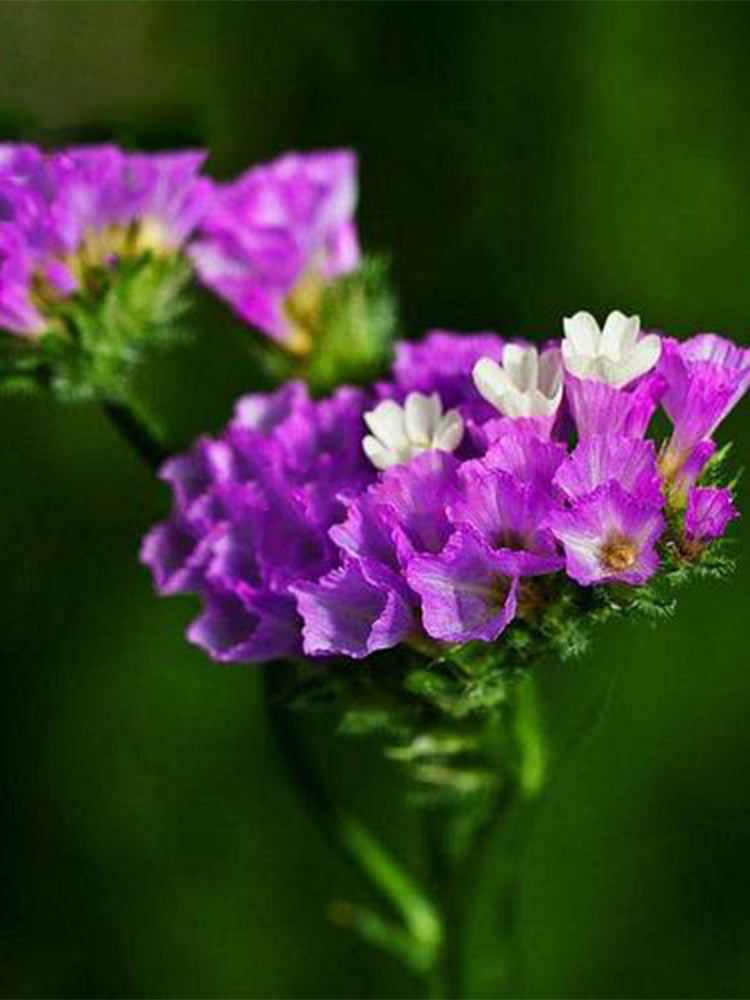 Purple-red Wavyleaf Sea Lavender (Limonium sinuatum)