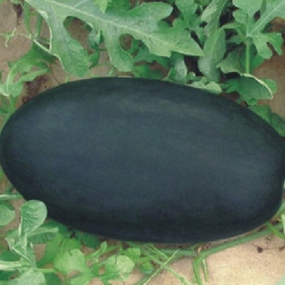 2 Bags (10g / Bag) of 'Black Tyrant' Super-sweet Watermelon Seeds