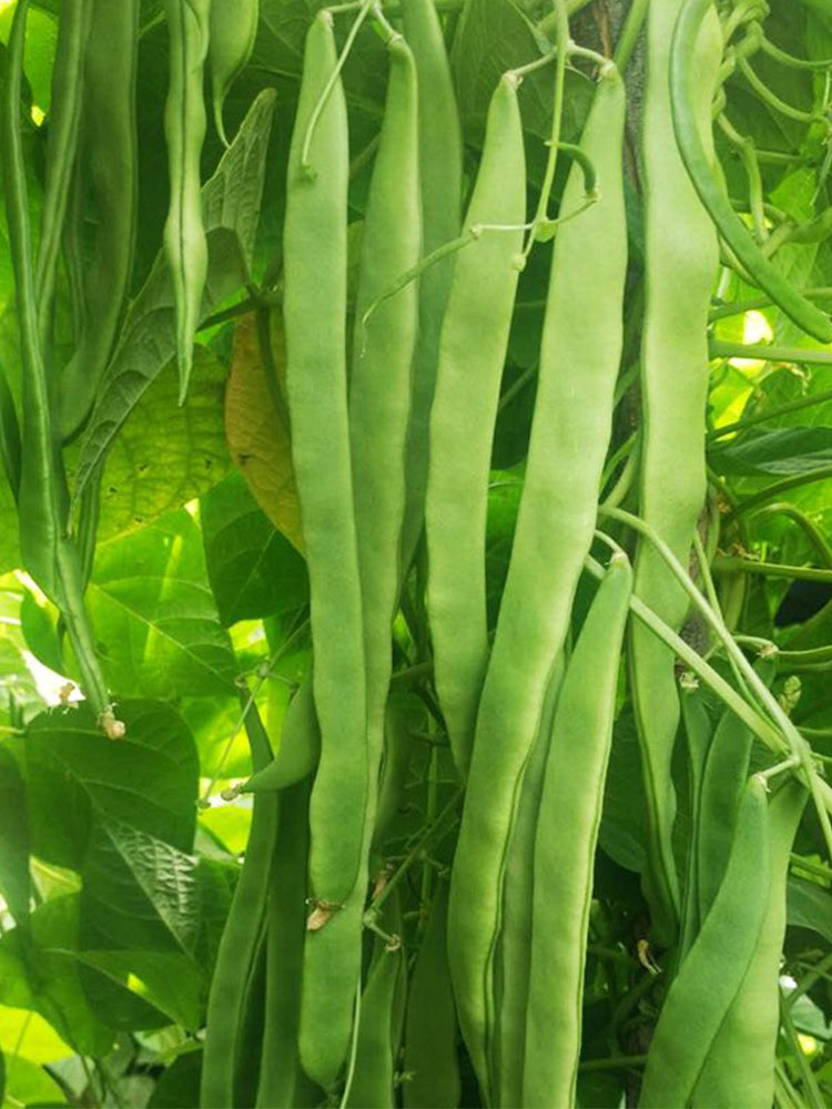 Huajun No.10 Snow Beans