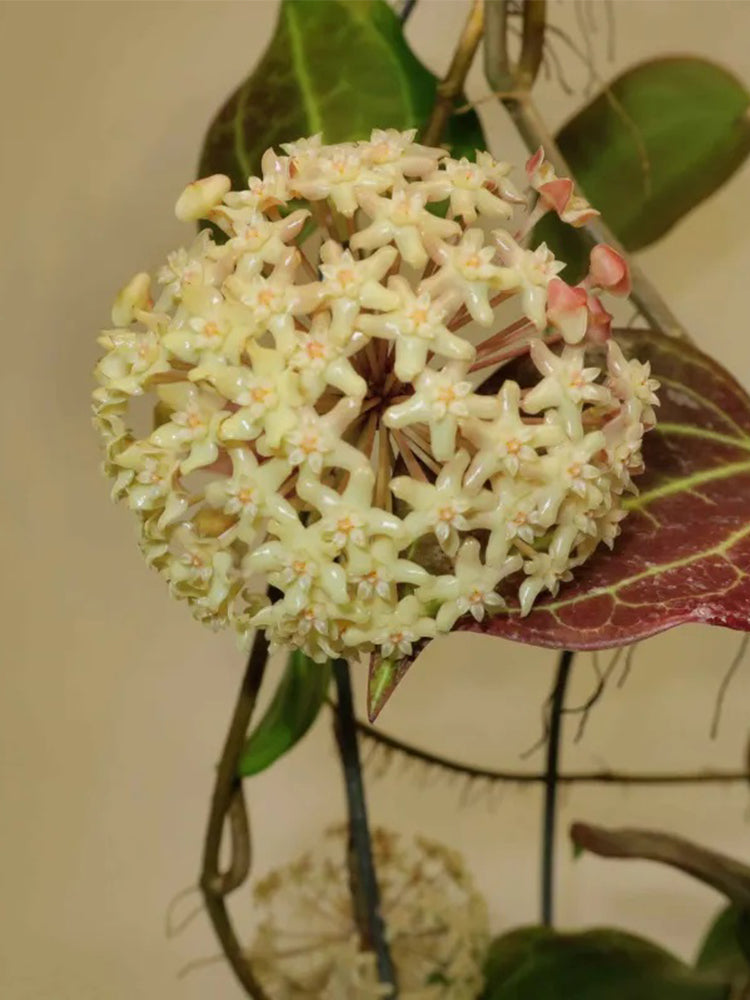 Hoya merrillii Unrooted Stem Cuttings
