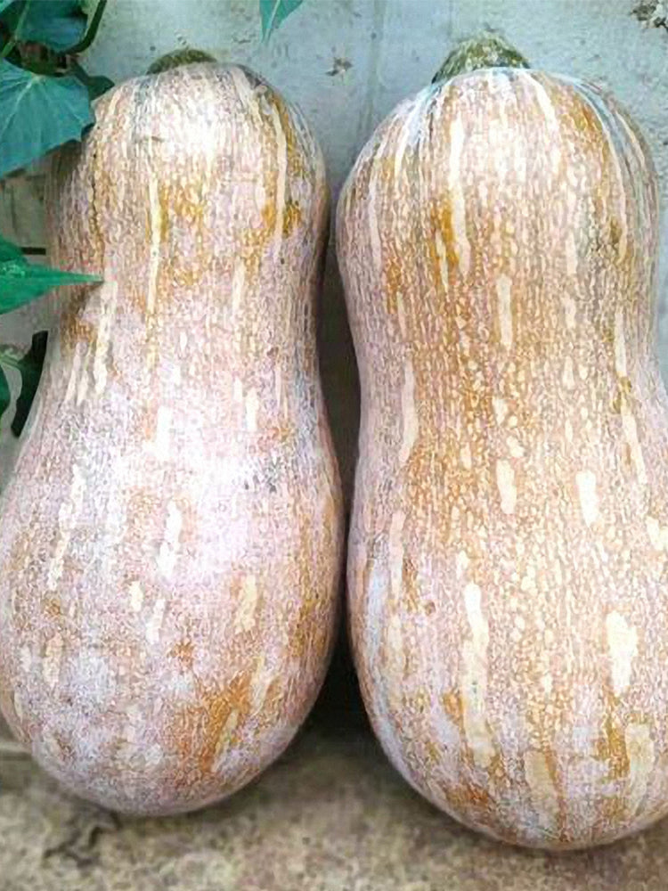 Beimi No.2 Pumpkins