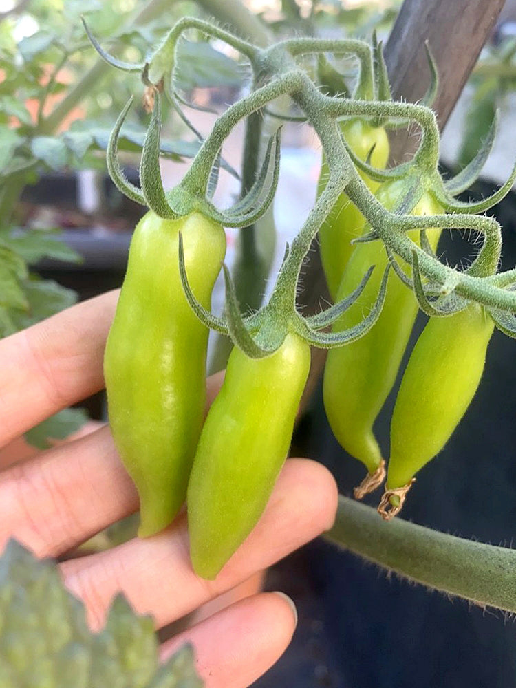'Dancing Fingers' Tomatoes