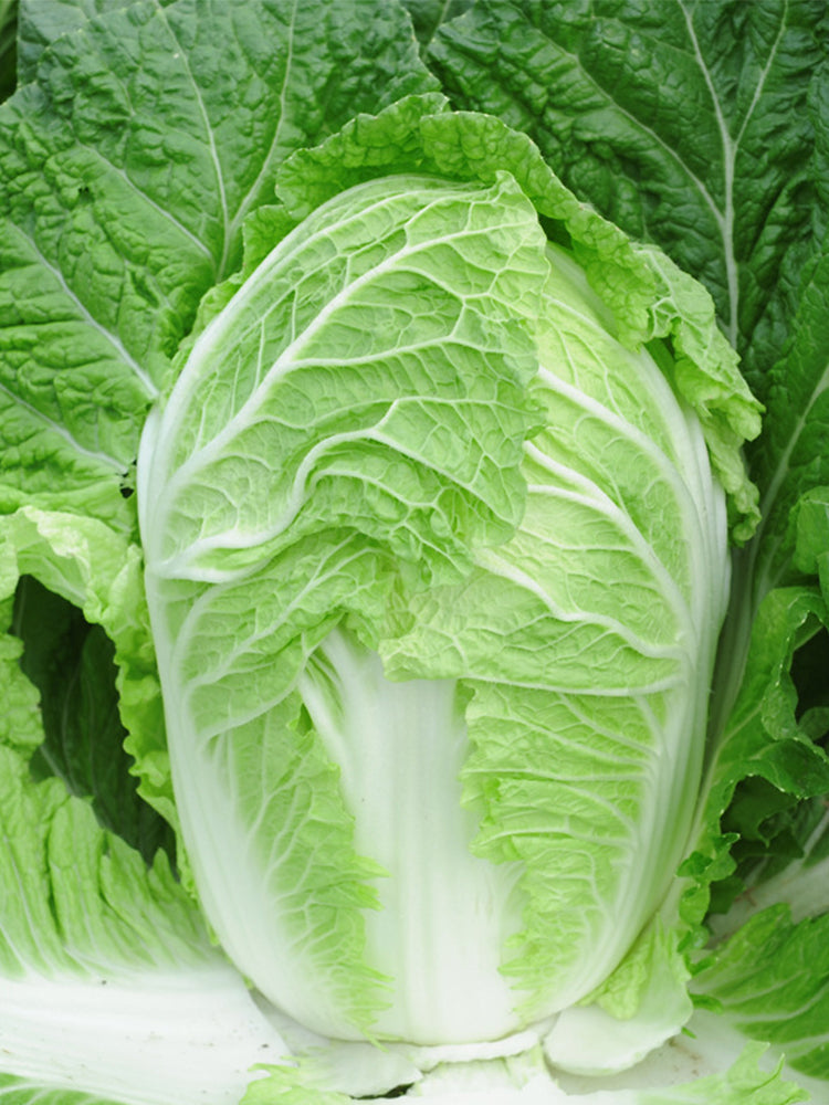 Fengkang 80 Chinese Cabbage