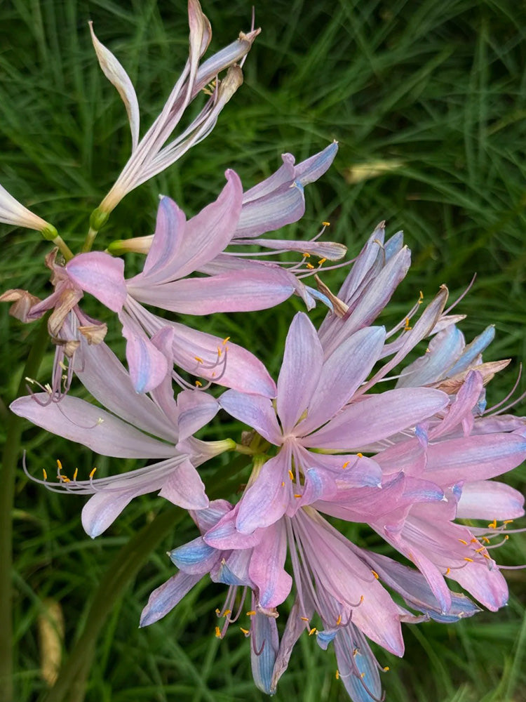 Sprenger's Surprise Lily