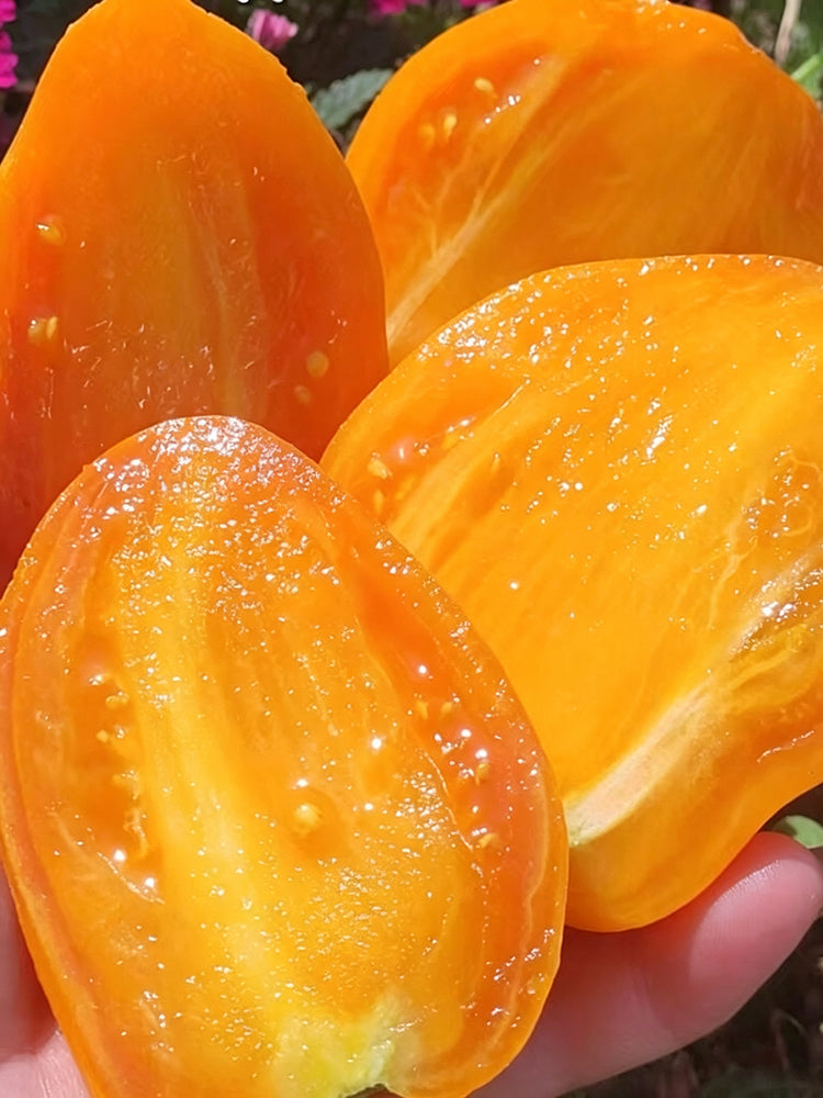 1110 Honey Passion F6 Tomato