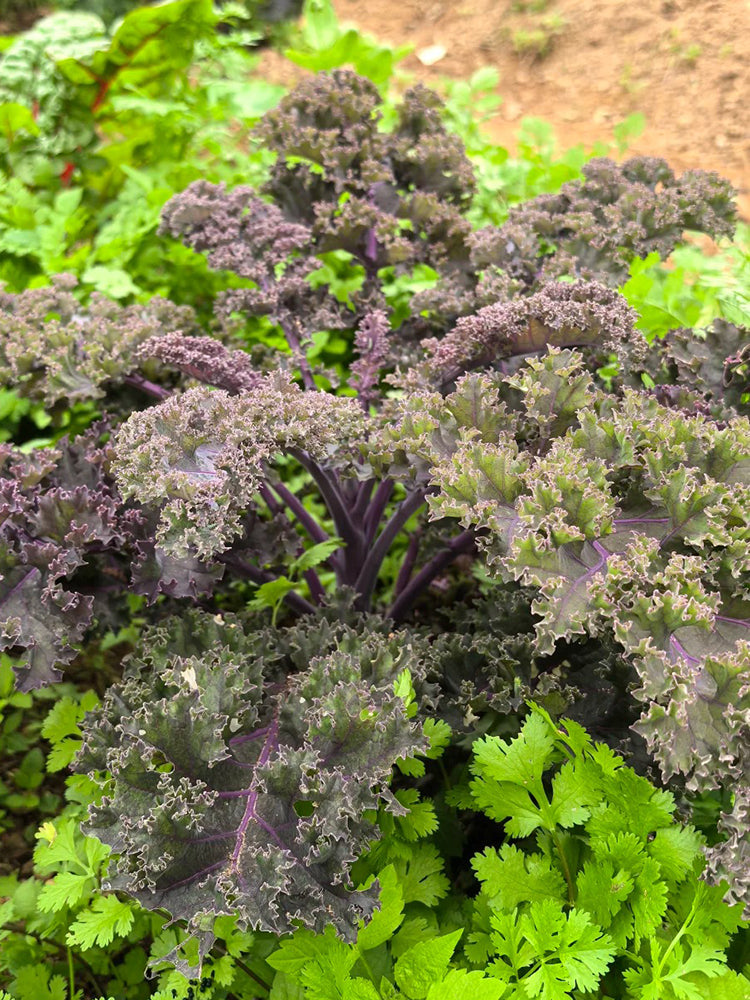 Ziyu No. 1 Kale