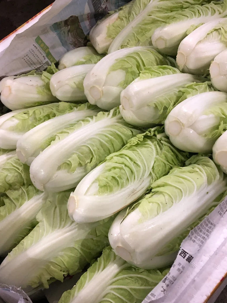 Golden Summer Crown Cabbage