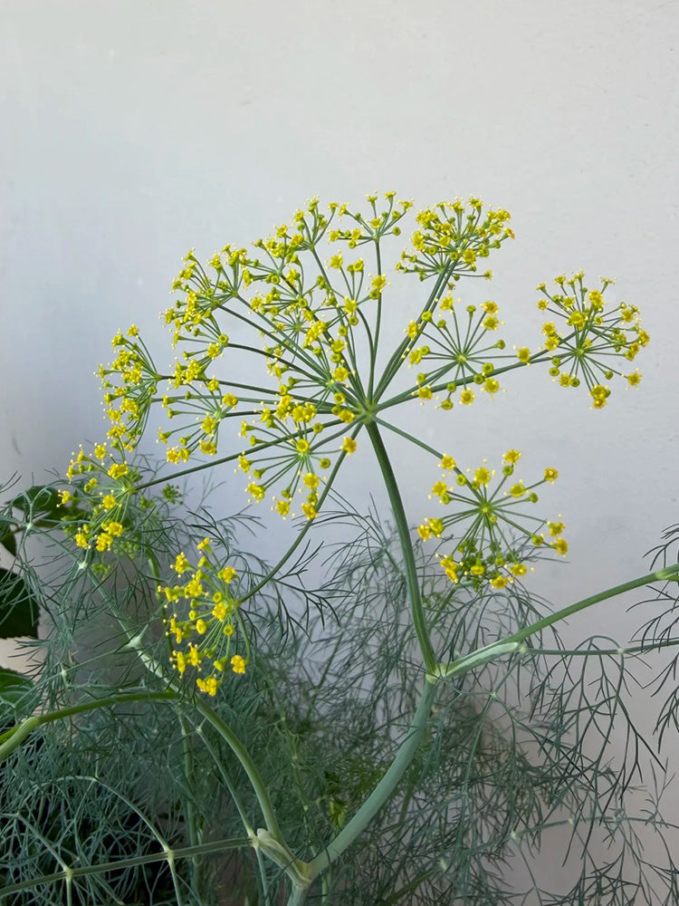 ANE02 Dill