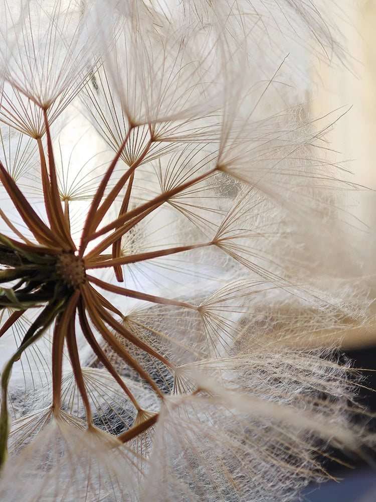 Giant Salsify