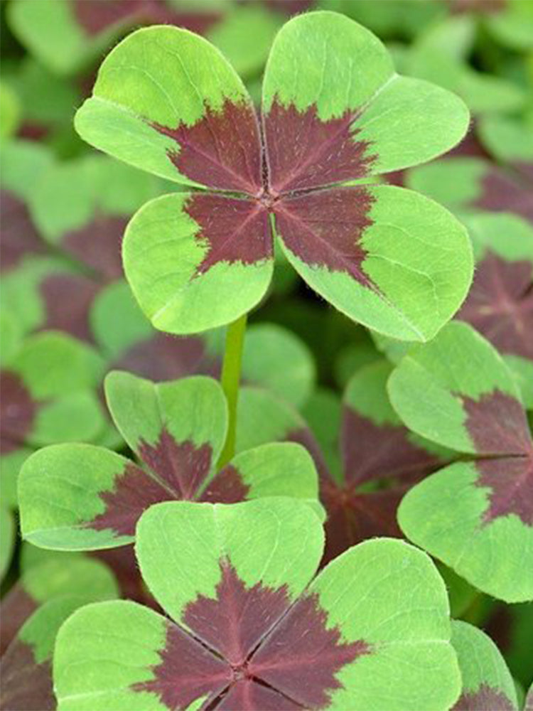 Oxalis tetraphylla 'Iron Cross'