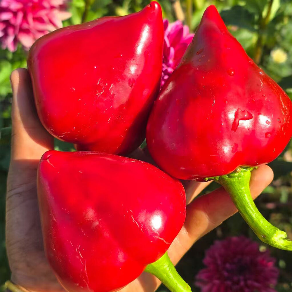 U2333 Lesya Sweet Pepper