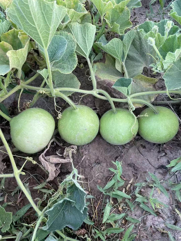 Apple-shaped Gourds